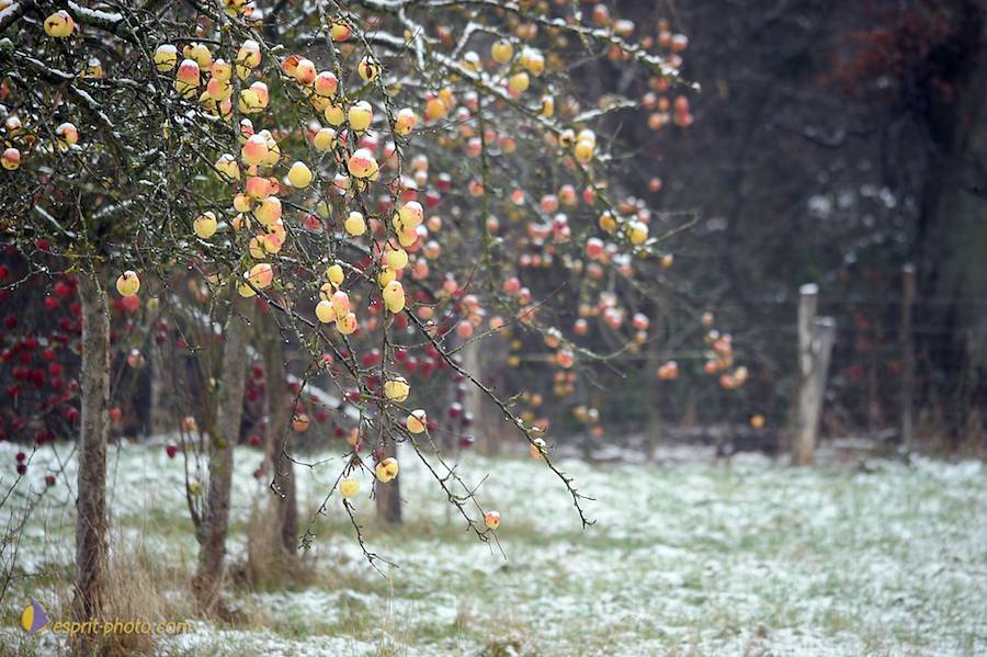 Nom de l'image : D30038089_1_(c)Norbert-JUNG — Description :